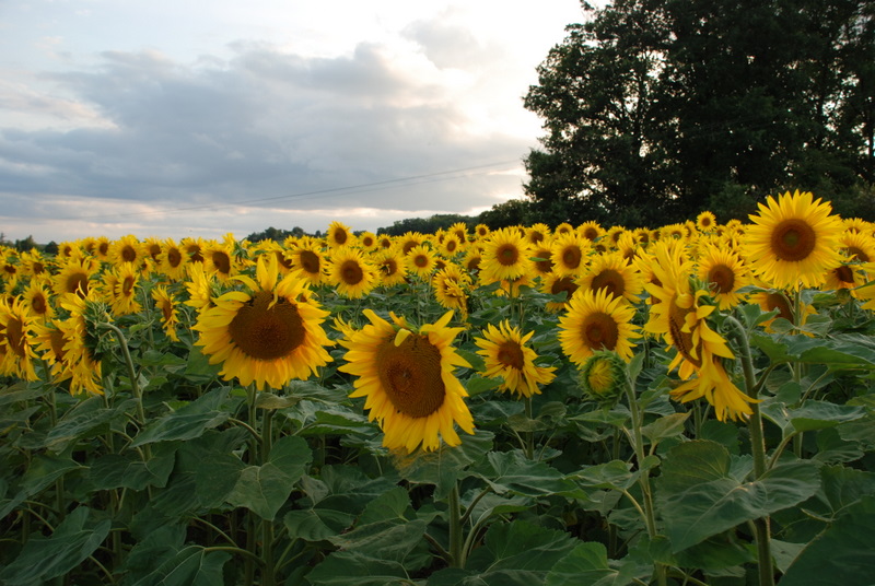 Sun Flowers